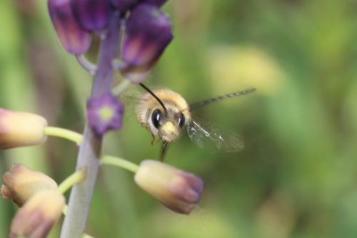 Réf. 359 369 : Eucera clypeata